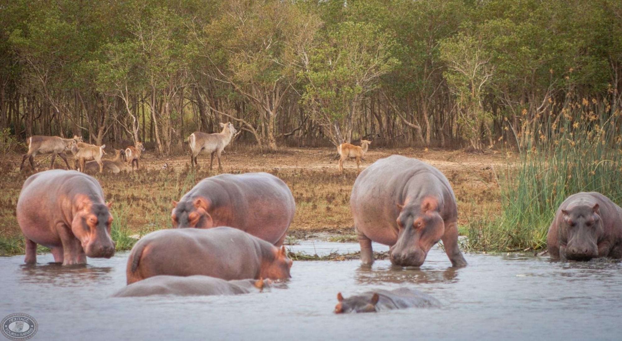 리틀 에덴 세인트 루시아 Saint Lucia Estuary 외부 사진